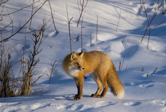 Red fox &ldquo;who&rsquo;s over there?&rdquo;