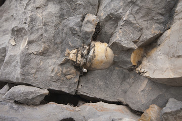 Silex incrustado sobre piedra caliza en el P.N. Sierra de Grazalema.
