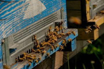 Bees at the entry of their hive