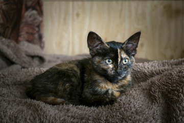the domestic sleek-haired cat lies on a blanket
