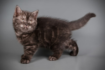 scottish straight shorthair cat on colored backgrounds