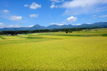 実りの秋・八ヶ岳山麓