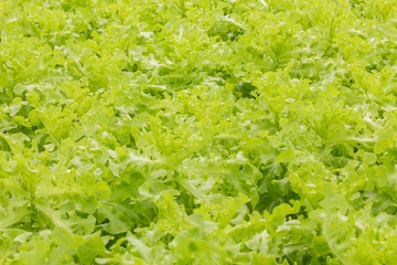 fresh Salad vegetable, lettuce planting on hydroponic farm for health market