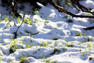 green grass covered with snow and wood
