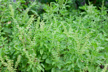 Basil is a garden plant.