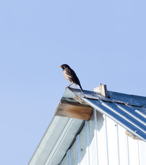 a bird of raven on the roof