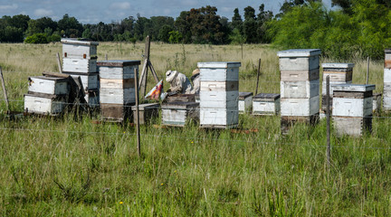 Fototapeta na wymiar beehives