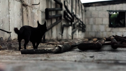 Czarny pies zwiedza ruiny