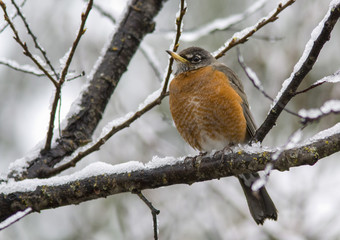 Robin in Snow