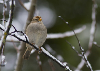 Sparrow in Snow