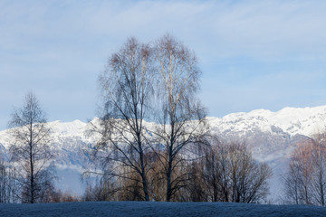 Trees and winter in Valbelluna