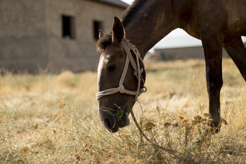 The horse walks in the courtyard and eats the grass