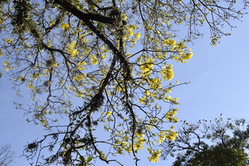 Árvore com flores amarelas (Handroanthus albus). Ipê-amarelo, flor nacional do Brazil.
