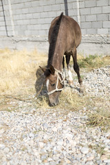 The horse walks in the courtyard and eats the grass