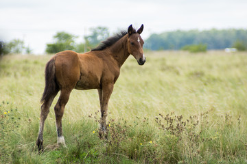 Obraz na płótnie Canvas Foal in the Field