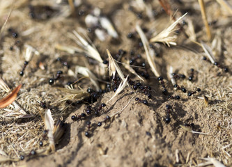 Black ants on the ground