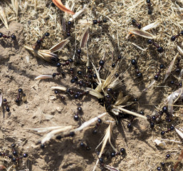 Black ants on the ground