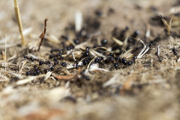 Black ants on the ground