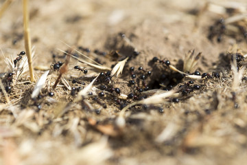 Black ants on the ground