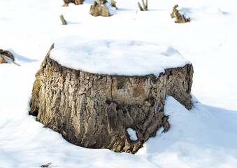 Tree stumps under the snow in the winter forest