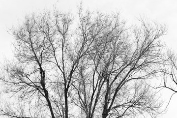 Fototapeta na wymiar the branches of the tree are black and white