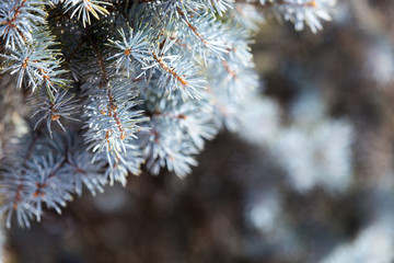 prickly needles of a coniferous tree as a natural background