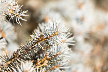 Naklejka na ściany i meble prickly needles of a coniferous tree as a natural background