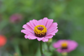 pink colour flower