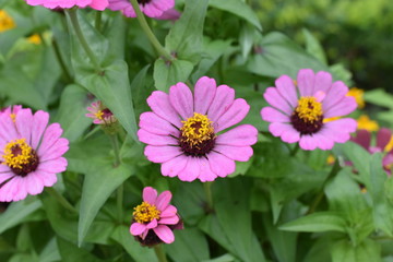 pink colour flower