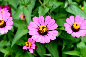 pink colour flower