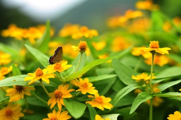 butterfly on yellow flowers