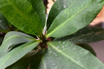 green leaf with water droplets