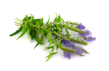 Veronica Longifolia Medicinal Herb Flower Plant. Also Garden Speedwell or Longleaf Speedwell. Isolated on White Background.