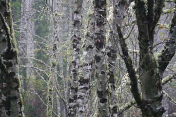 Woods Trees Nature