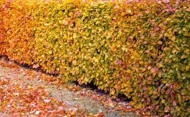 Hedge with leaves in multiple autumn colors that illustrate the seasonal transition from summer to...