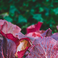 Bed of large dark red, pink and magenta leaves with texture and raindrops in front of a faded background of green poison ivy, viewed in shadow on an afternoon in autumn