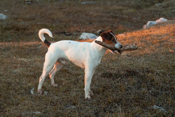 White Parson Russell Terrier.