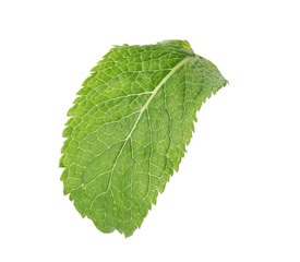 Fresh green mint leaf on white background
