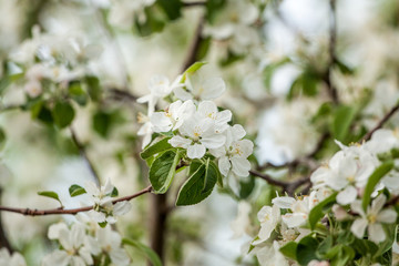 Apple tree with white flowers.