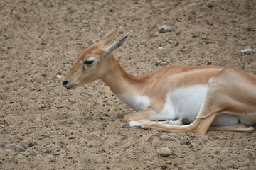 beautiful and cute deer