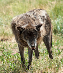 Fototapeta premium Brązowy Wilk