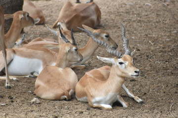 beautiful and cute deer