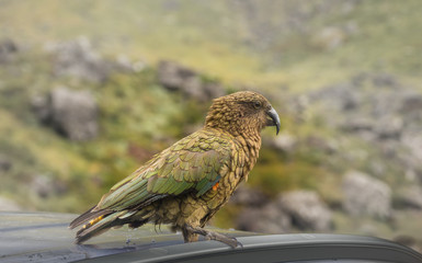 Kea Parrot, New Zealand