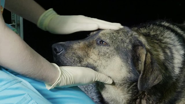 Vet at work. Female hands stroking the snout of stray dog lying in the cage of veterinary clinic. 4K