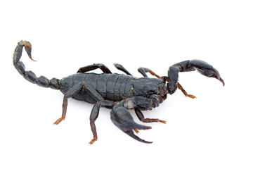 Image of emperor scorpion (Pandinus imperator) on a white background. Insect. Animal.