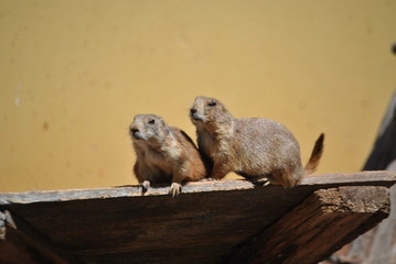Prairie dogs