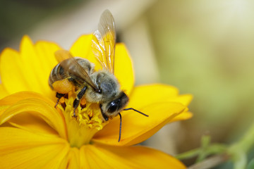 Image of bee or honeybee on yellow flower collects nectar. Golden honeybee on flower pollen....