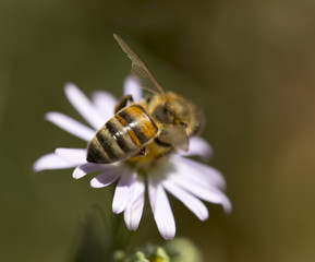 a bee on a flower