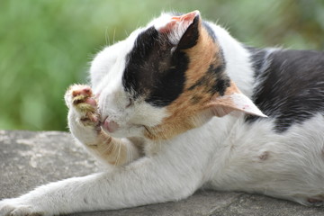 white and black cat