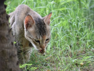 Cat in garden 